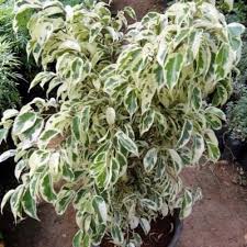 Ficus Starlight Plant